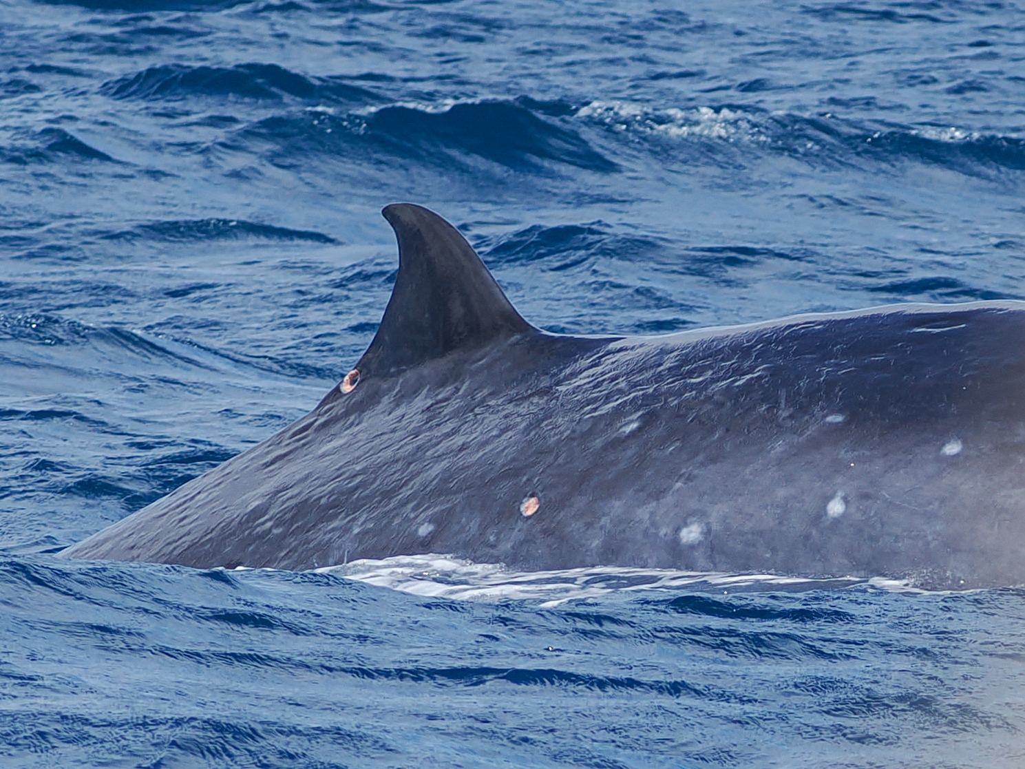 Balaenoptera edeni