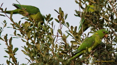 Psittacara holochlorus