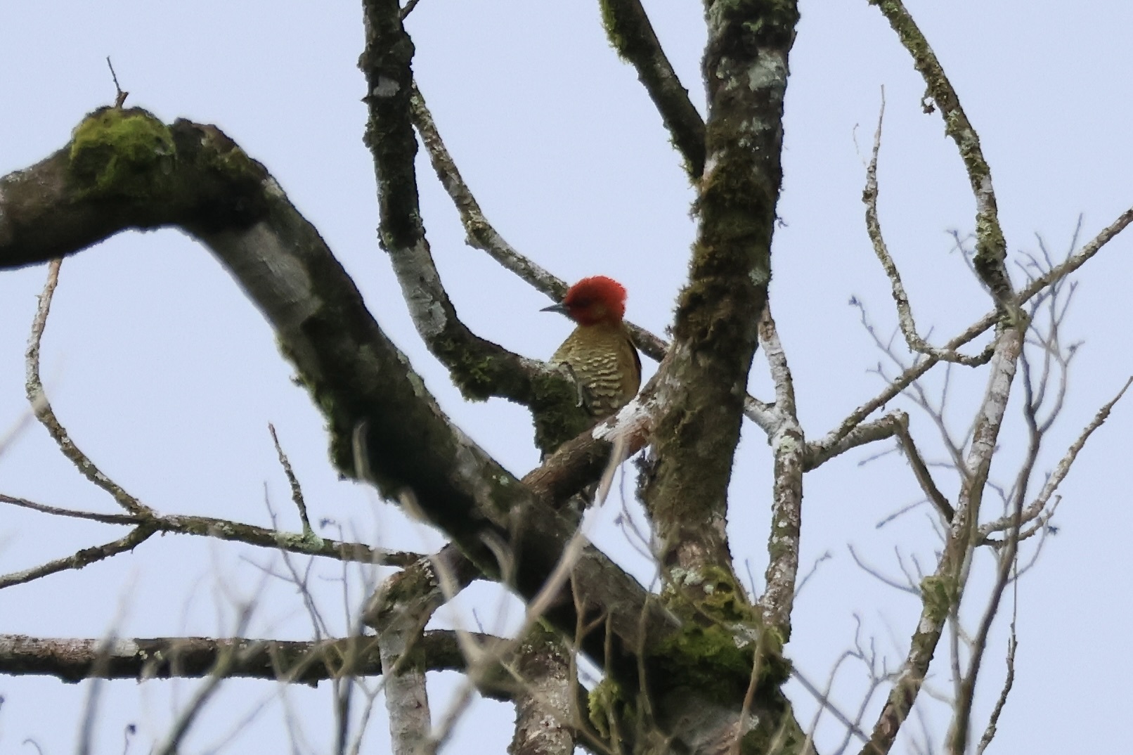 Rufous-winged Woodpecker (Piculus simplex), photo 8