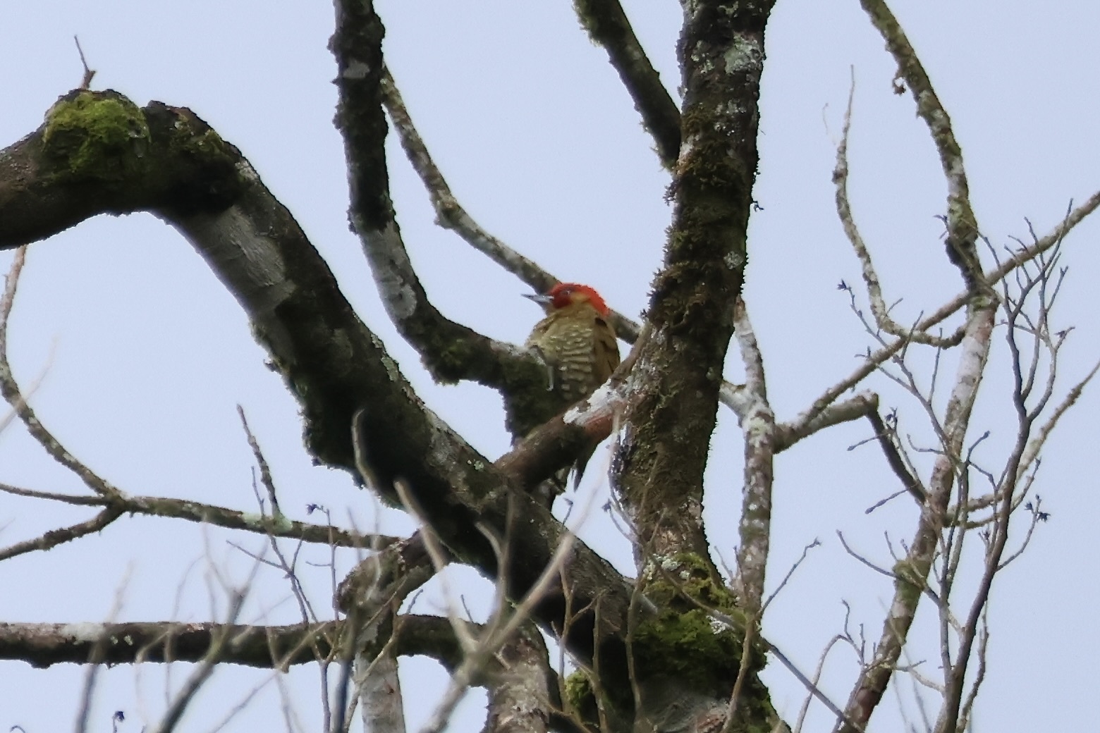 Rufous-winged Woodpecker (Piculus simplex), photo 9