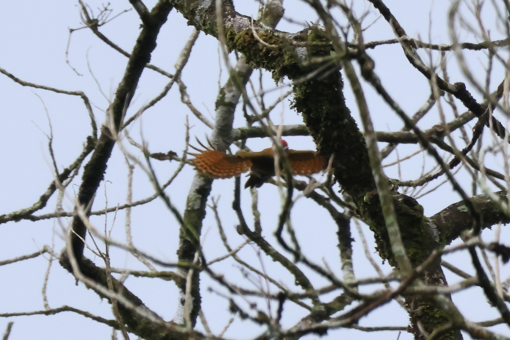 Rufous-winged Woodpecker (Piculus simplex), photo 10