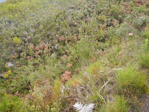 Leucadendron conicum, photograph 2