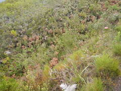 Leucadendron conicum, photograph (c) James Deacon, some rights reserved (CC BY-SA)