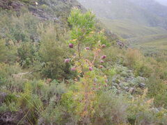 Leucadendron conicum