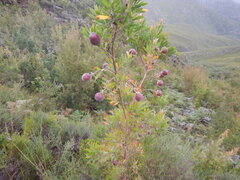 Leucadendron conicum, photograph (c) James Deacon, some rights reserved (CC BY-SA)