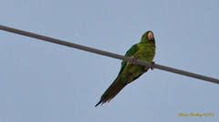 Psittacara holochlorus