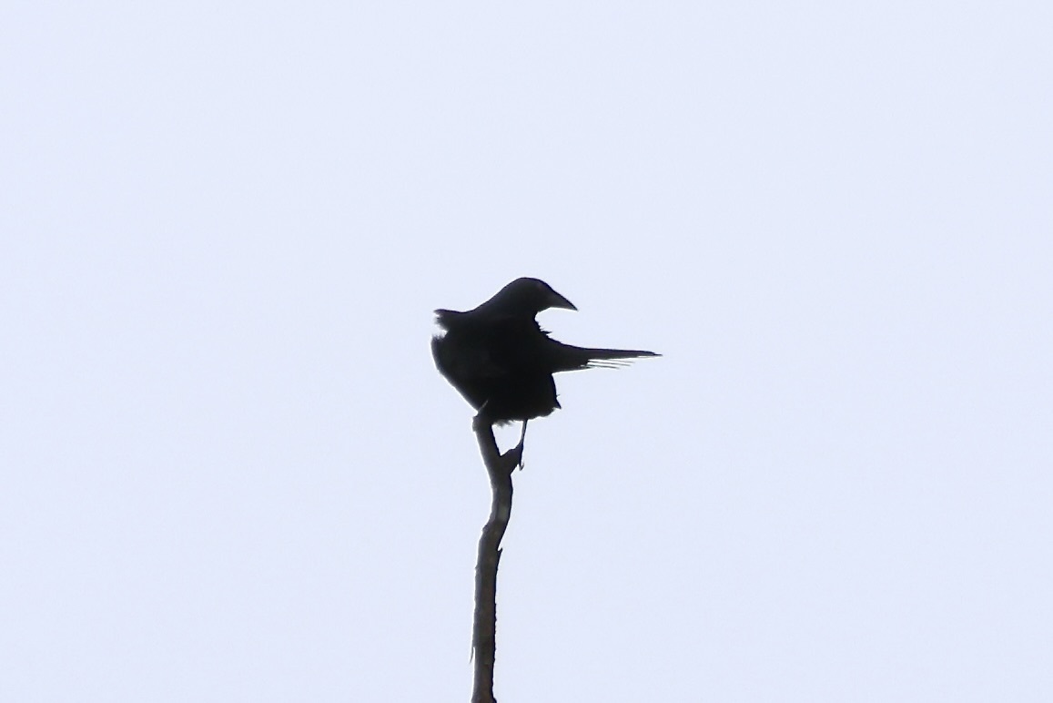 Giant Cowbird (Molothrus oryzivorus), photo 9