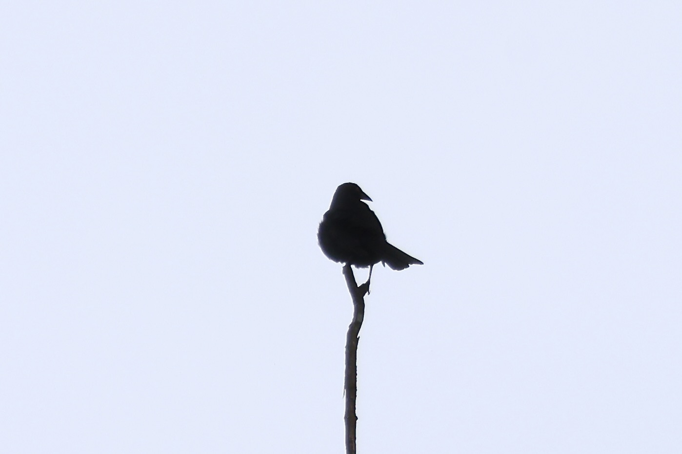 Giant Cowbird (Molothrus oryzivorus), photo 10
