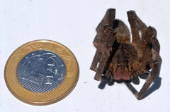 Phoneutria nigriventer