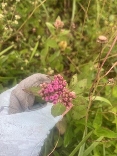 marsh fleabane (Pluchea odorata)