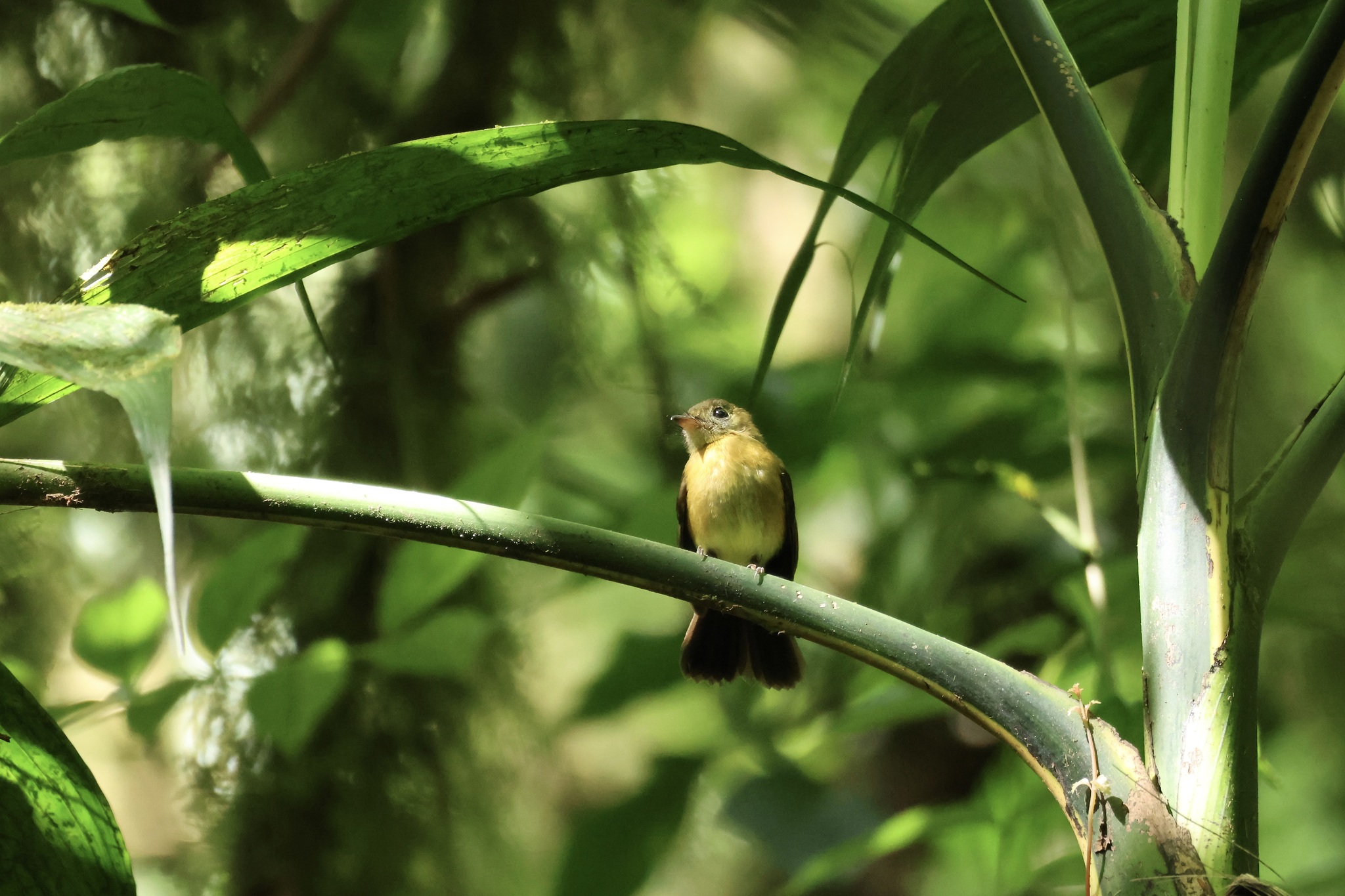Whiskered Myiobius (Myiobius barbatus), photo 10