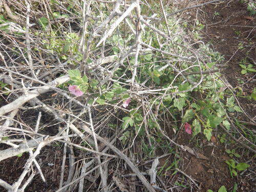 Sandrose Mallow (Anisodontea scabrosa)