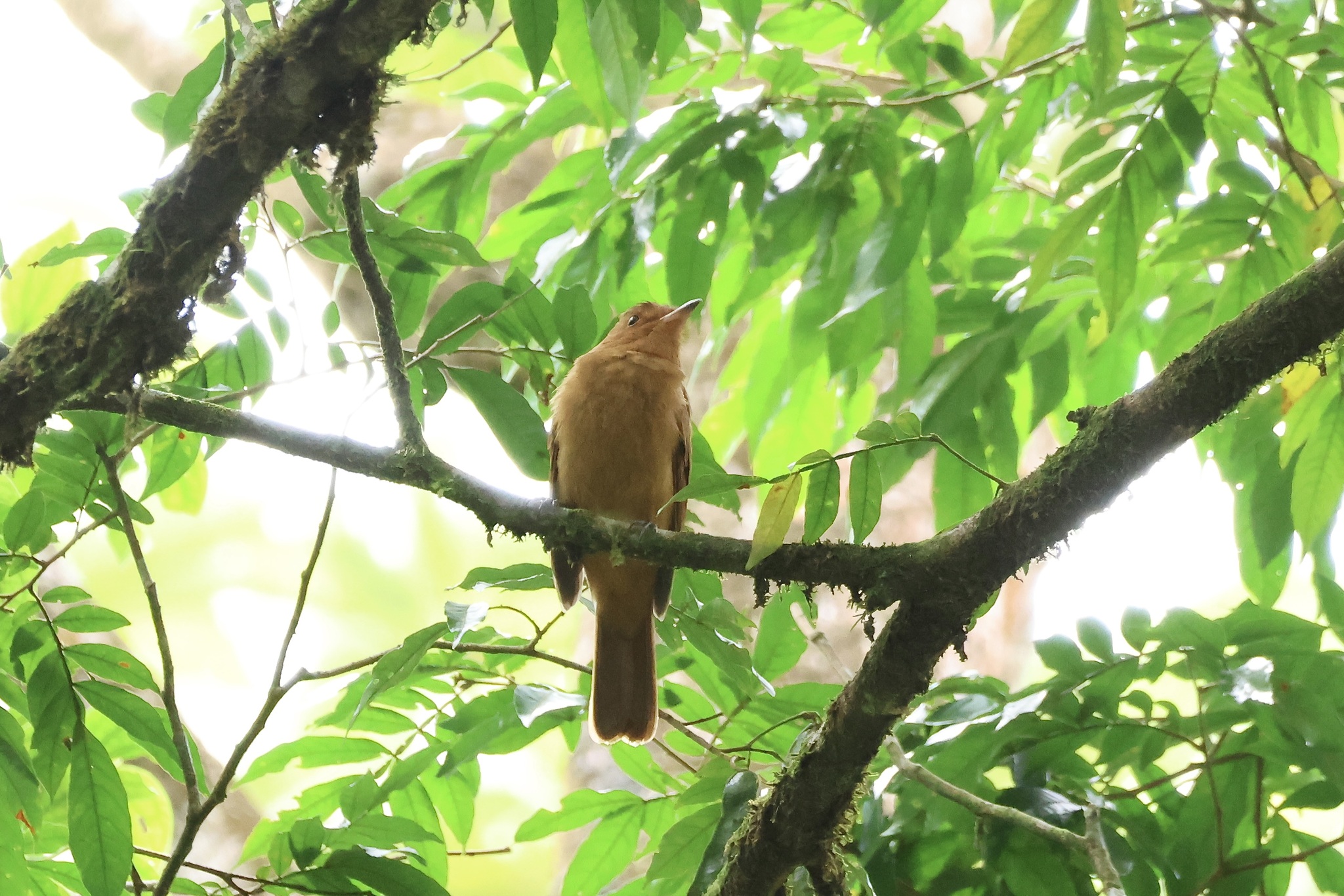 Rufous Mourner (Rhytipterna holerythra), photo 4