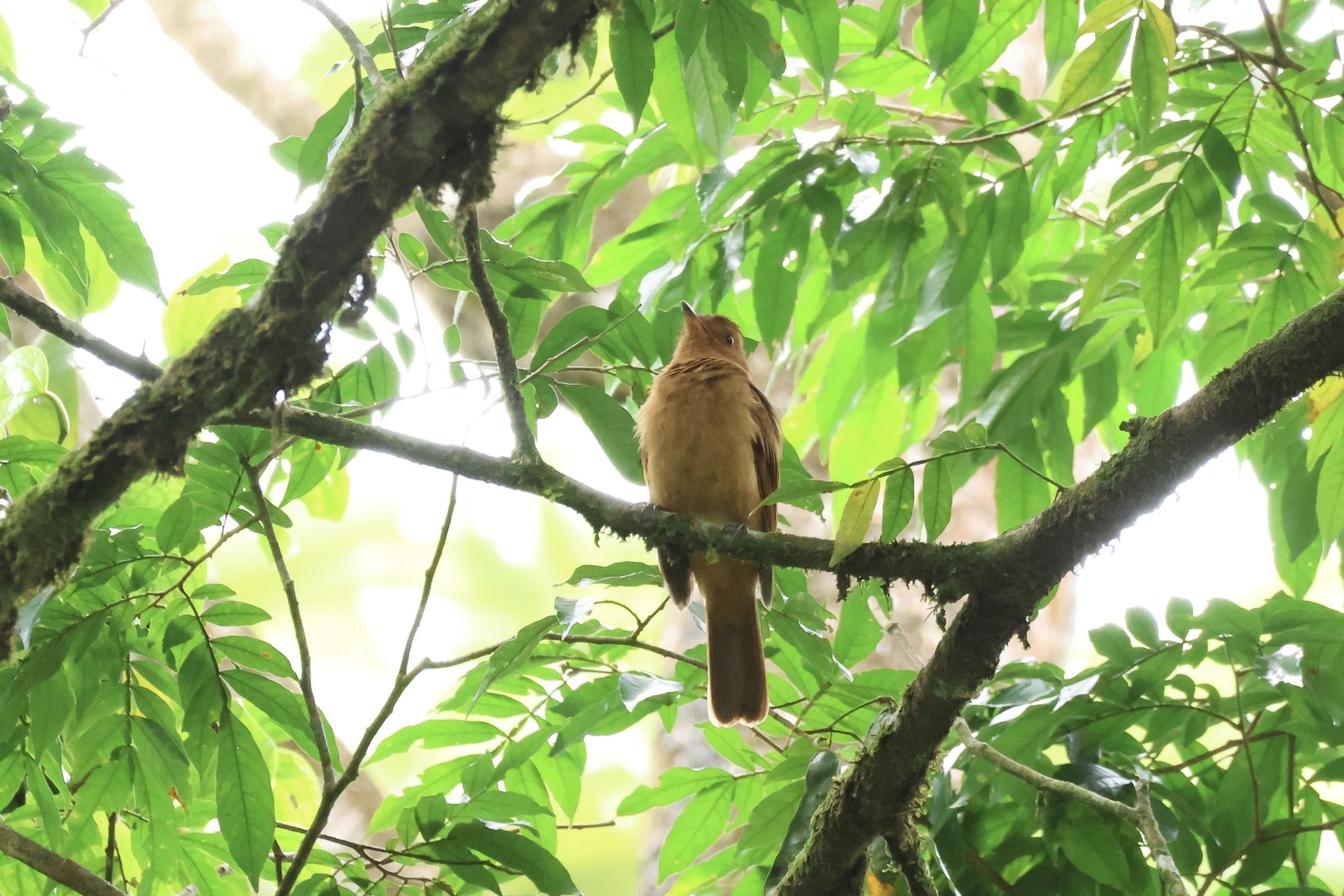 Rufous Mourner (Rhytipterna holerythra), photo 5