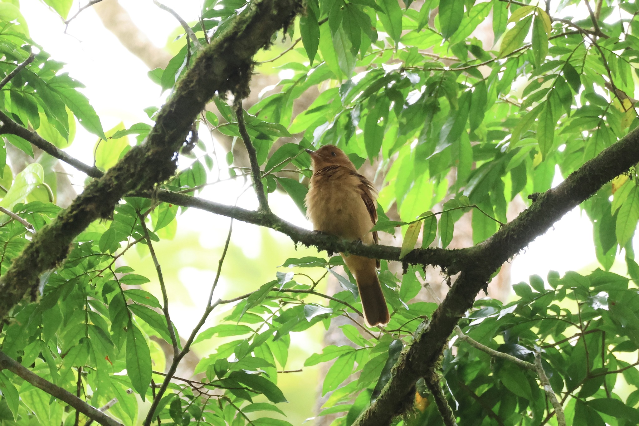 Rufous Mourner (Rhytipterna holerythra), photo 6