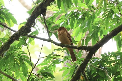 Rufous Mourner (Rhytipterna holerythra), photo 10
