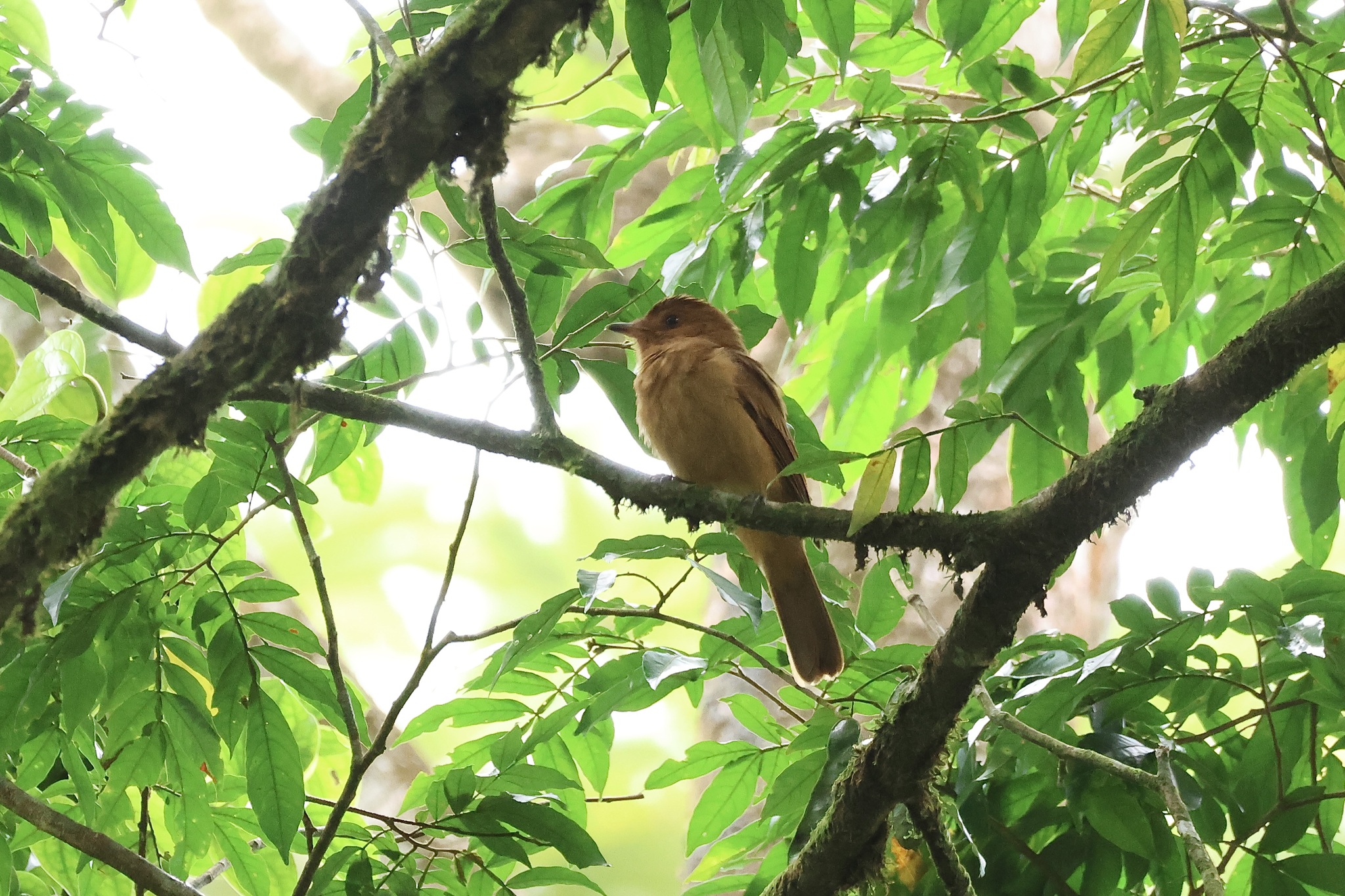 Rufous Mourner (Rhytipterna holerythra), photo 7