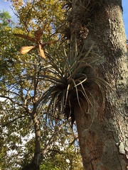 Tillandsia fasciculata image