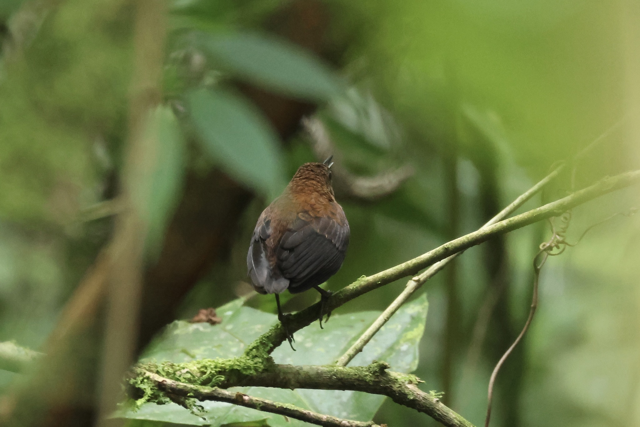 Northern Nightingale-Wren (Microcerculus philomela), photo 9