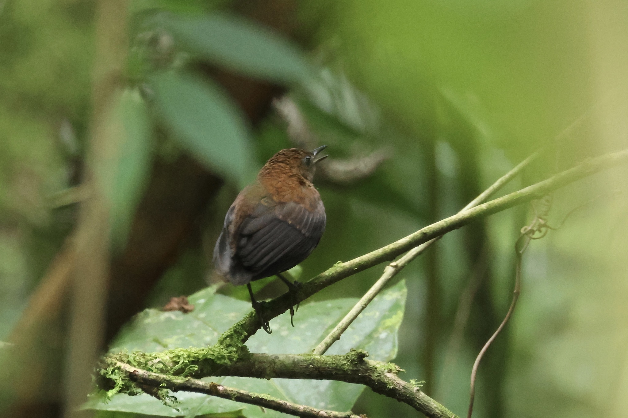 Northern Nightingale-Wren (Microcerculus philomela), photo 8