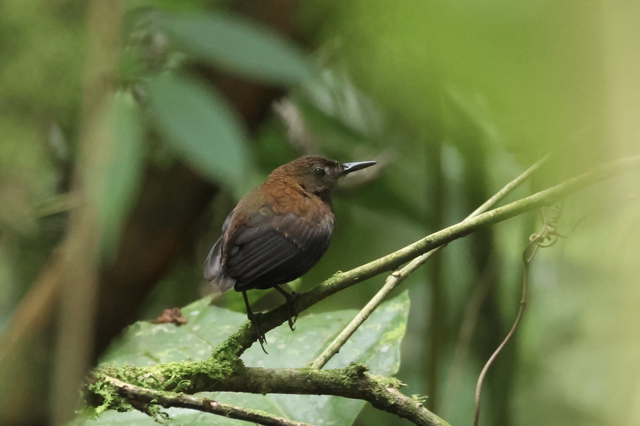 Northern Nightingale-Wren (Microcerculus philomela), photo 7