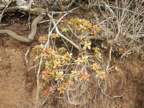 Redstem Stonecrop (Crassula rubricaulis)