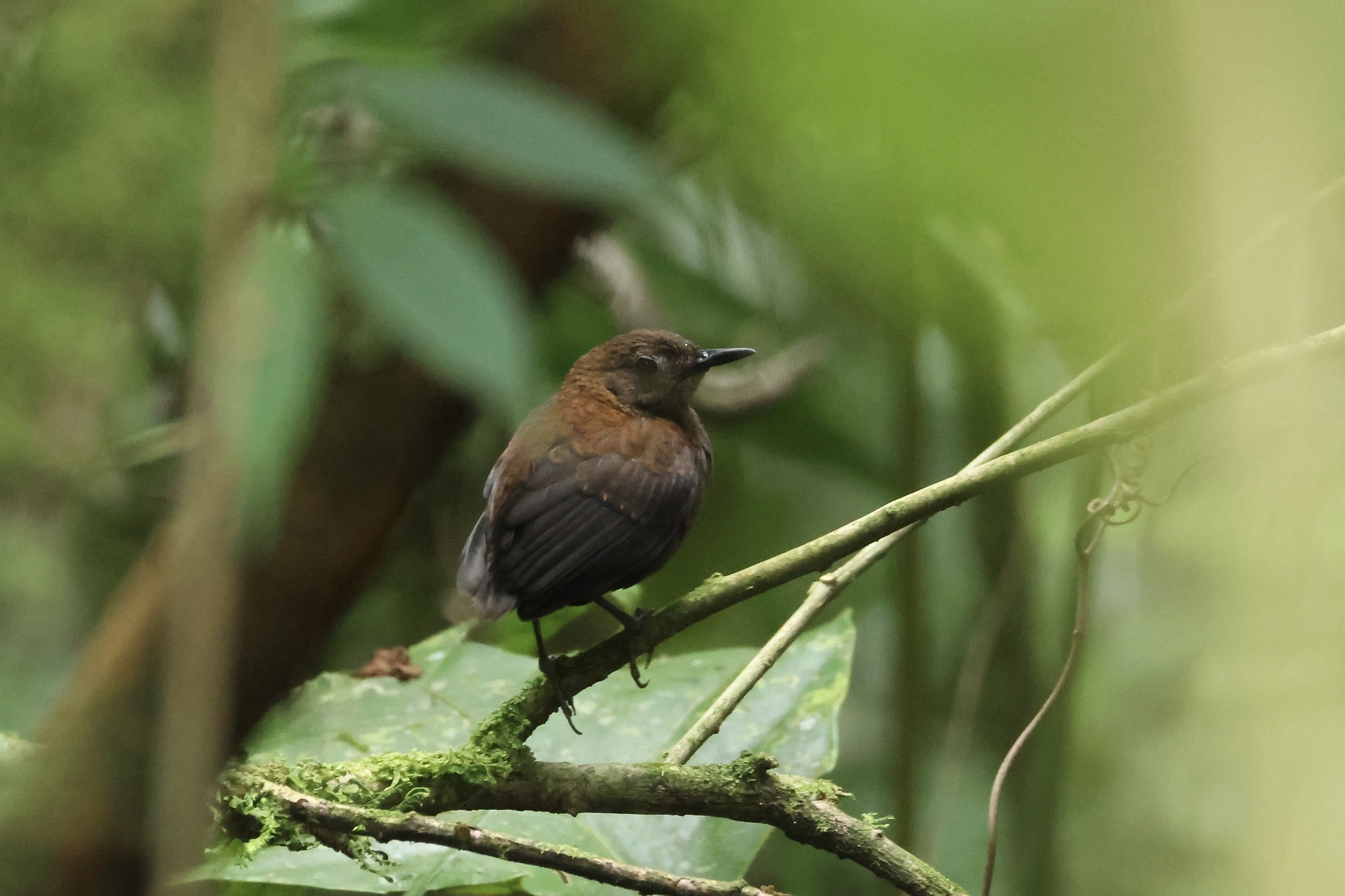Northern Nightingale-Wren (Microcerculus philomela), photo 10