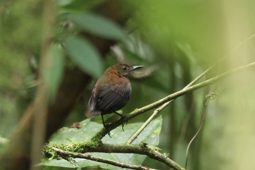 Northern Nightingale-Wren (Microcerculus philomela)