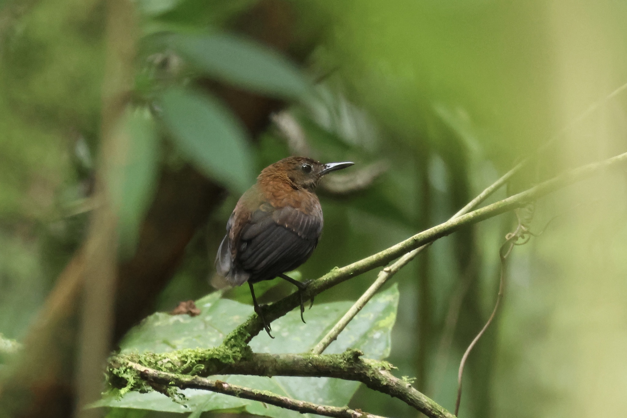 Northern Nightingale-Wren (Microcerculus philomela), photo 1