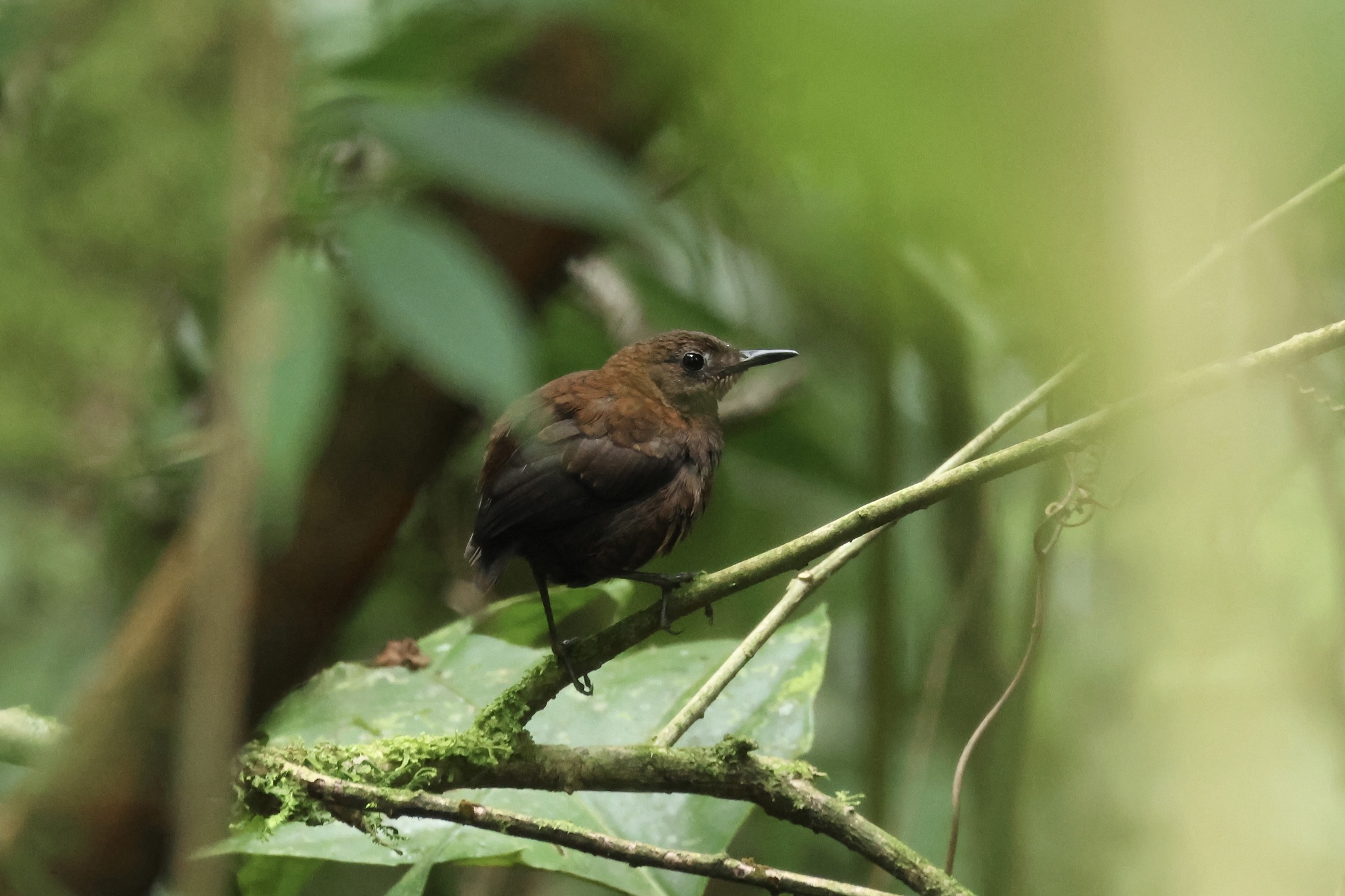 Northern Nightingale-Wren (Microcerculus philomela), photo 2