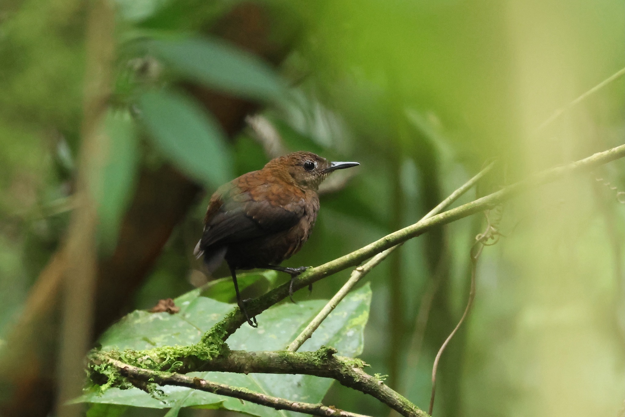 Northern Nightingale-Wren (Microcerculus philomela), photo 6