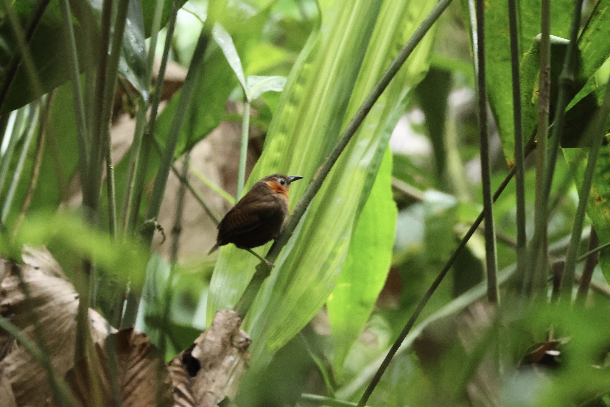 Song Wren (Cyphorhinus phaeocephalus), photo 6