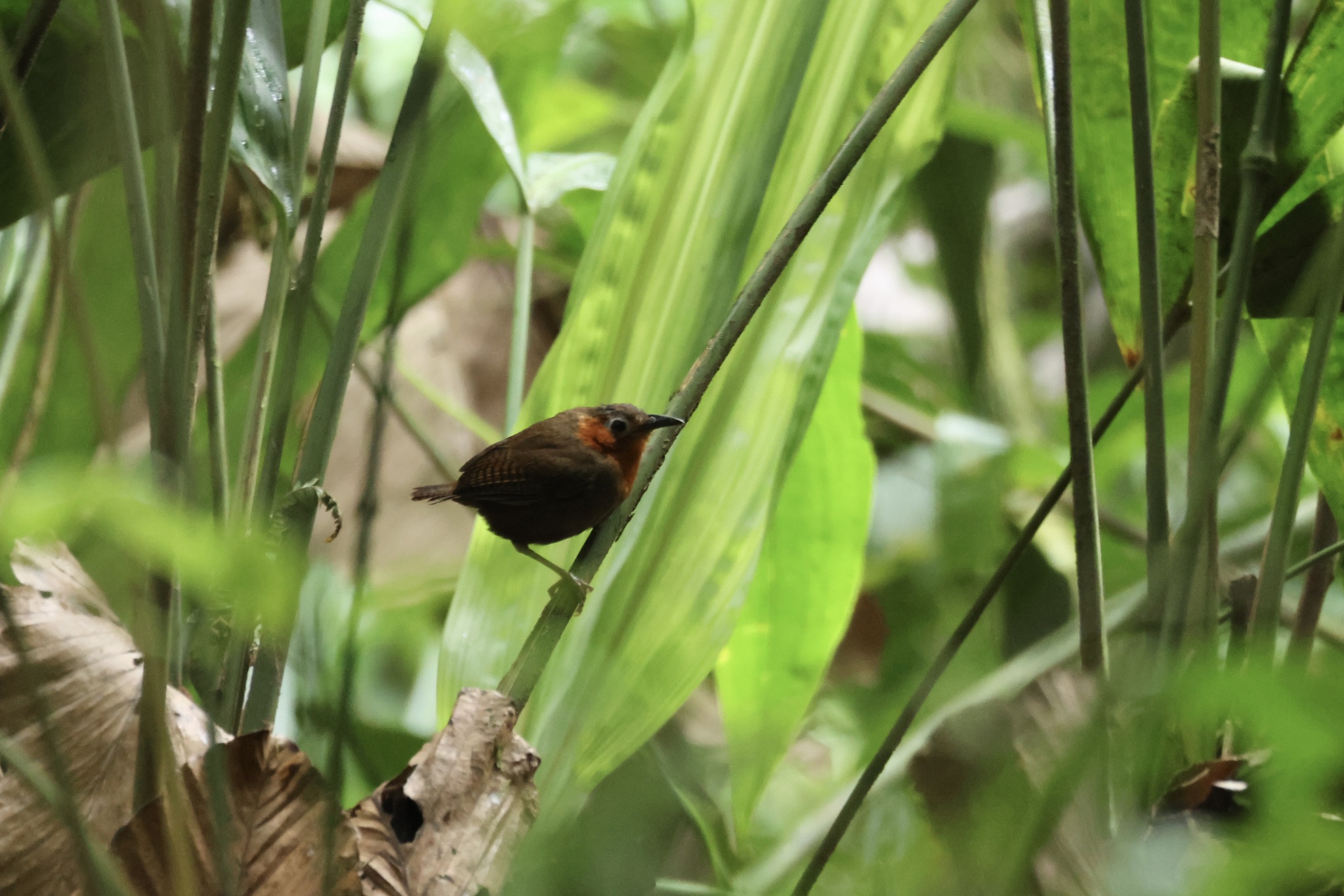 Song Wren (Cyphorhinus phaeocephalus), photo 5