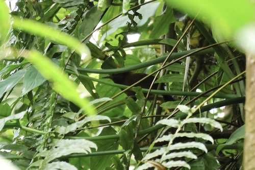 Black-throated Wren (Pheugopedius atrogularis)