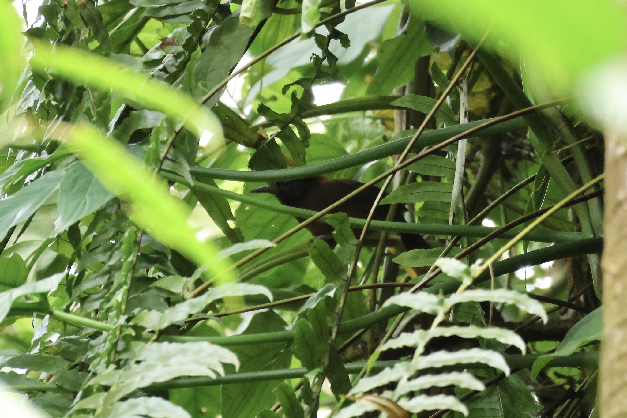 Black-throated Wren (Pheugopedius atrogularis), photo 1