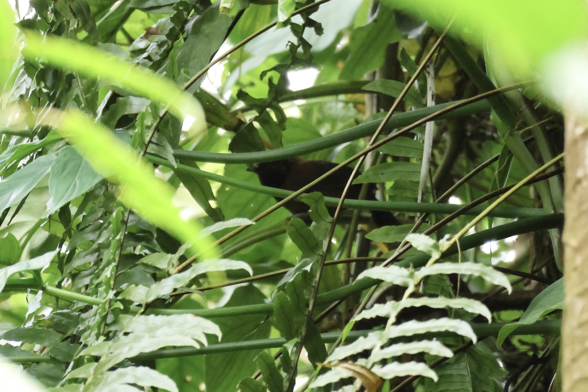 Black-throated Wren (Pheugopedius atrogularis), photo 2
