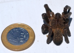 Phoneutria nigriventer