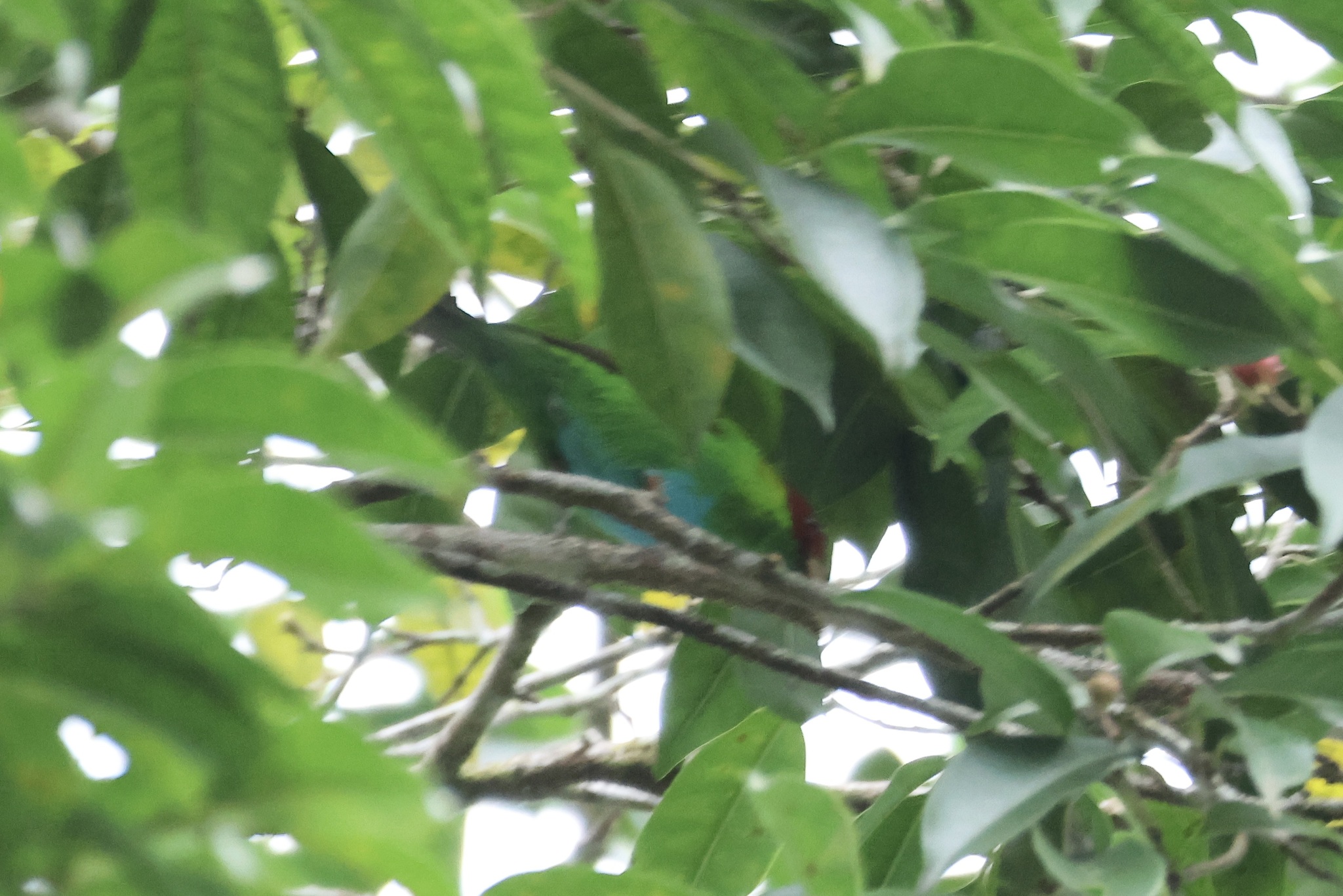 Rufous-winged Tanager (Tangara lavinia), photo 7