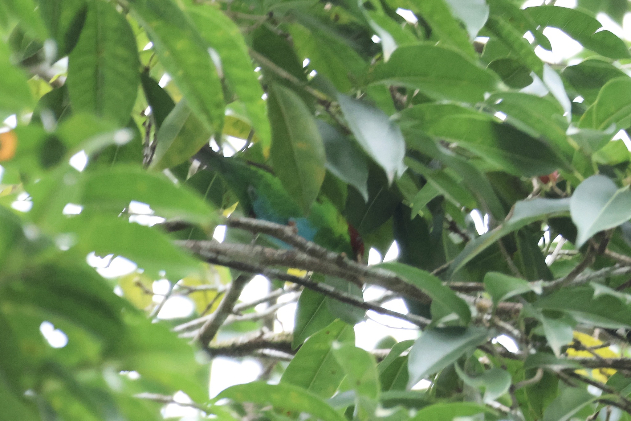 Rufous-winged Tanager (Tangara lavinia), photo 8