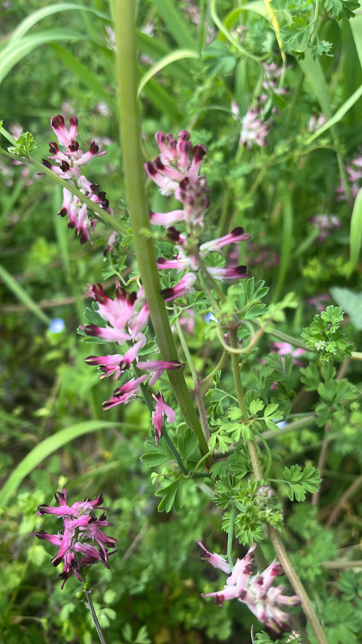 Common Ramping-Fumitory (Fumaria muralis)