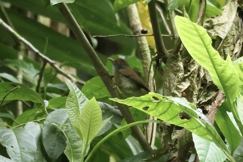 Ochre-crowned Greenlet (Tunchiornis ochraceiceps), photo 3