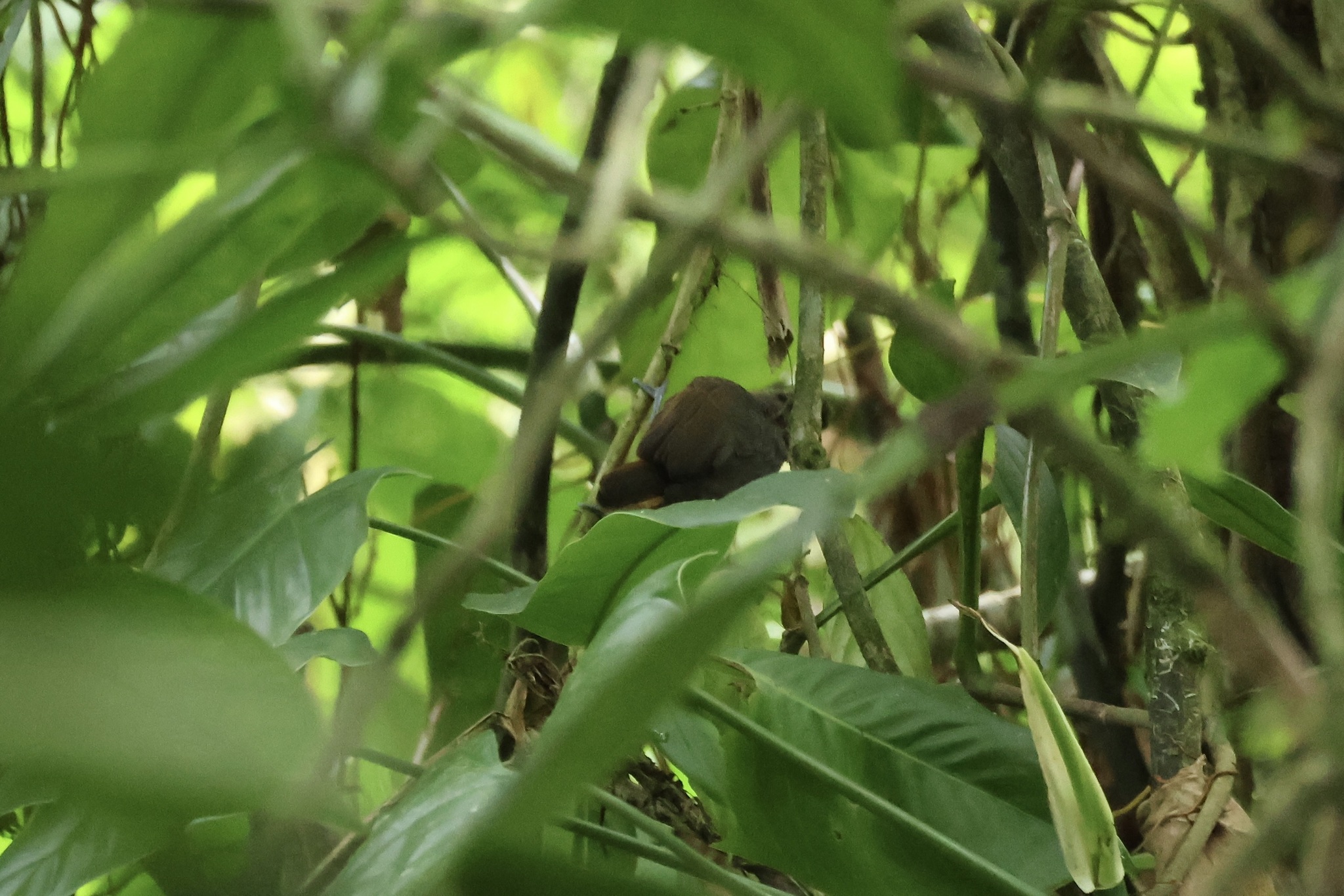 Slaty Antwren (Myrmotherula schisticolor), photo 2