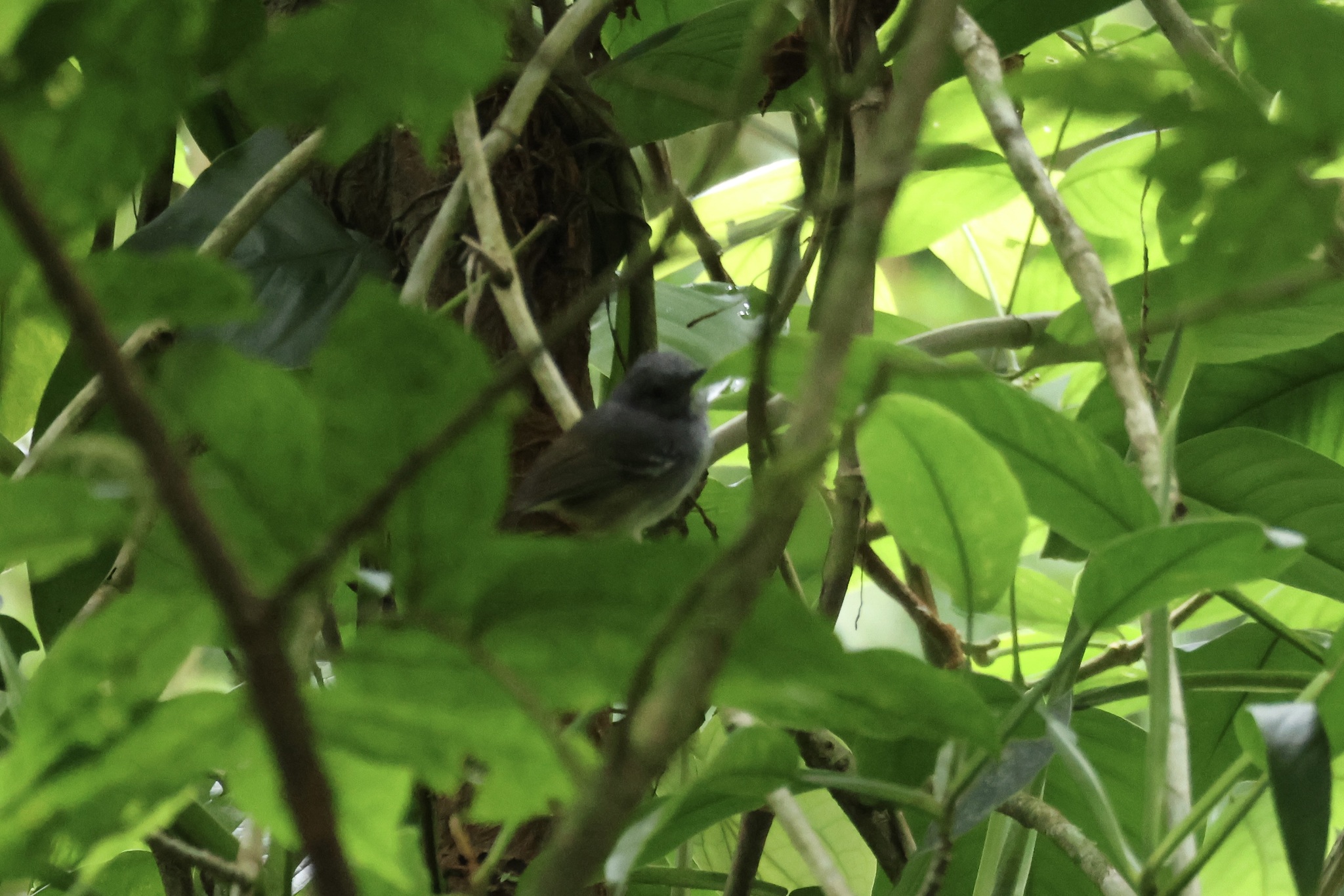 Slaty Antwren (Myrmotherula schisticolor), photo 1
