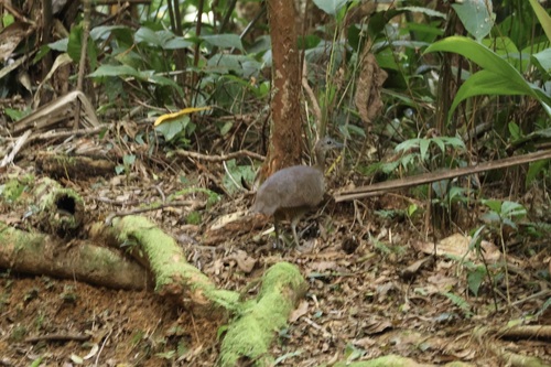 Great Tinamou (Tinamus major), photo 5