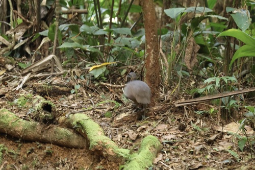 Great Tinamou (Tinamus major), photo 6