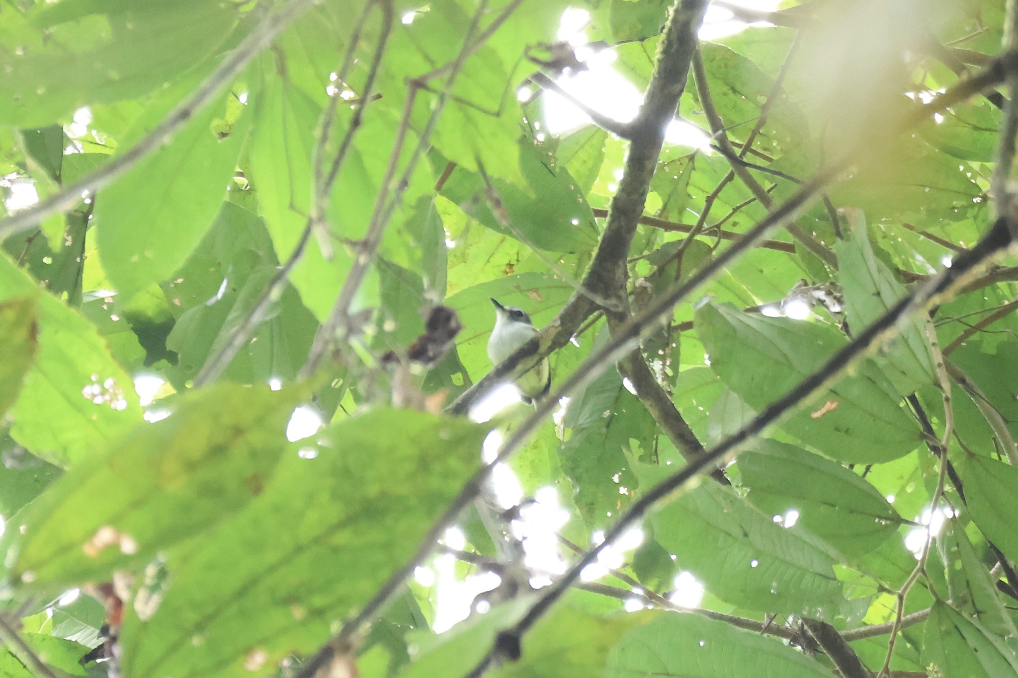 Black-capped Pygmy Tyrant (Myiornis atricapillus), photo 10
