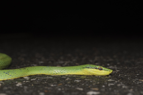 Rein Snake