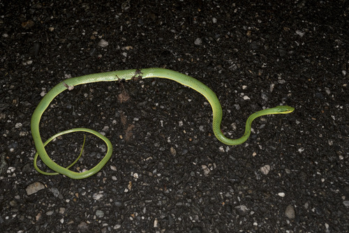 Rein Snake