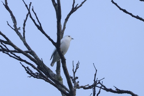 Snowy Cotinga (Carpodectes nitidus), photo 2