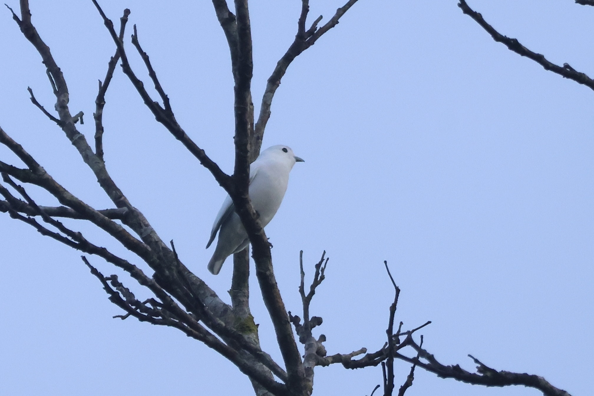 Snowy Cotinga (Carpodectes nitidus), photo 2